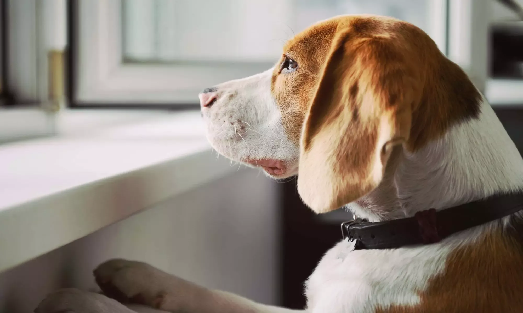 How to Treat Separation Anxiety for Dogs