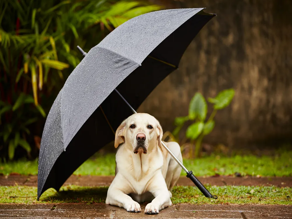How to Calm a Dog During Storms