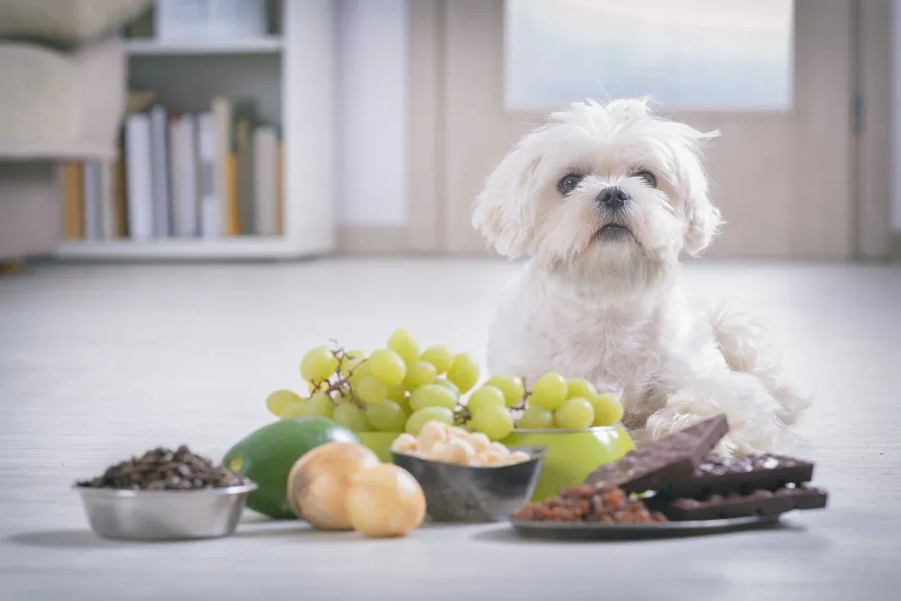 What Dog Cannot Eat?