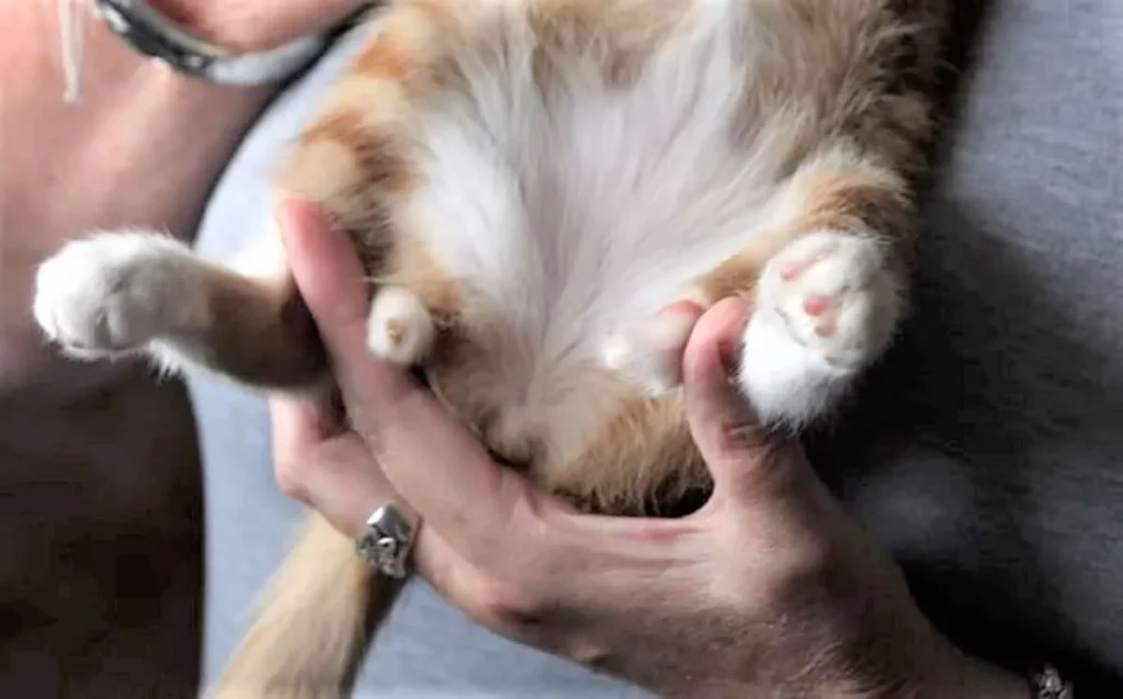 How to Make a Kitten Poop
