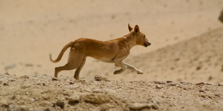 Can a Feral Dog Be Domesticated?