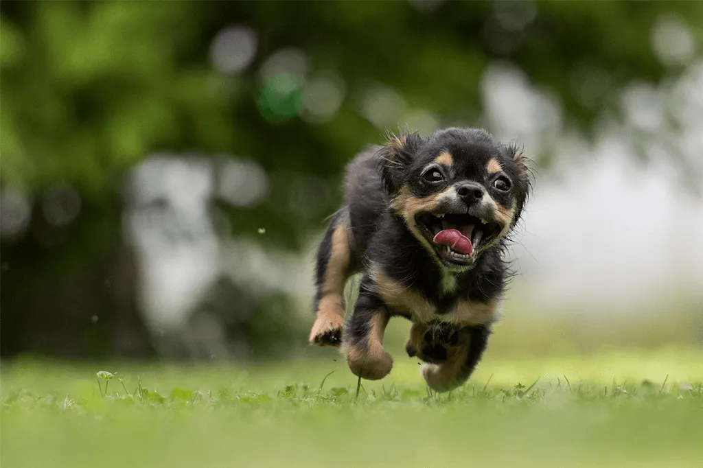 How to Calm Down Hyper Dog