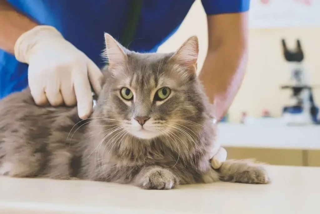 How to Get Rid of Worms in Cats Naturally at Home