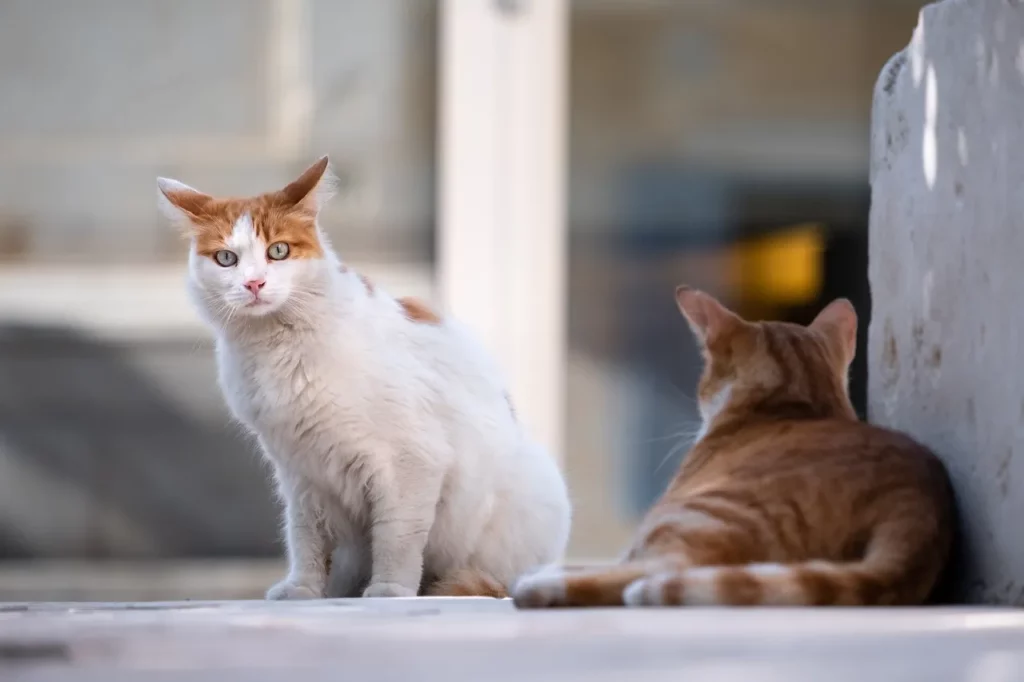 Where to Take Stray Cats Near Me