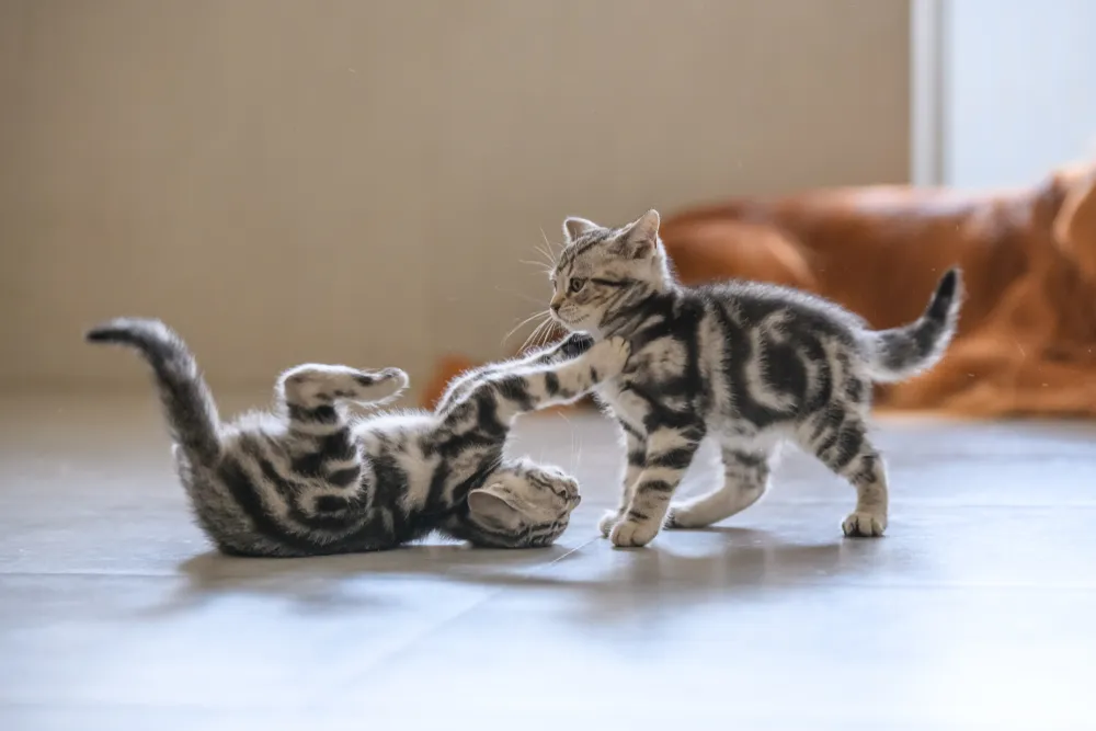 How to Introduce a Kitten to a Cat