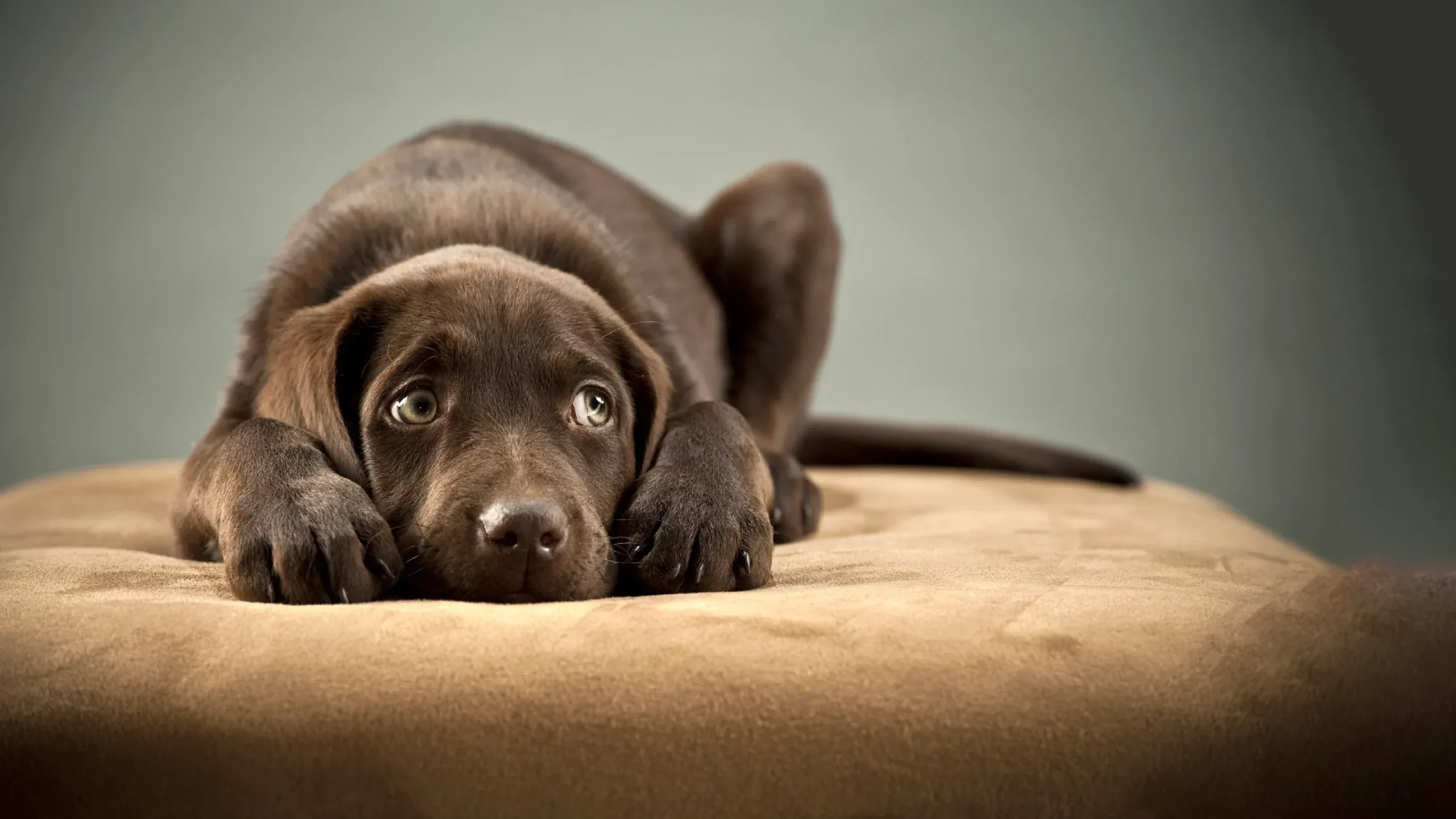 Signs of a Dog Being Sexually Abused