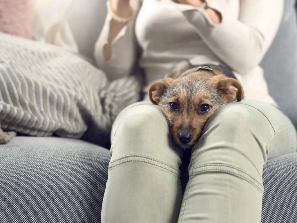 Signs You Are a Bad Dog Owner