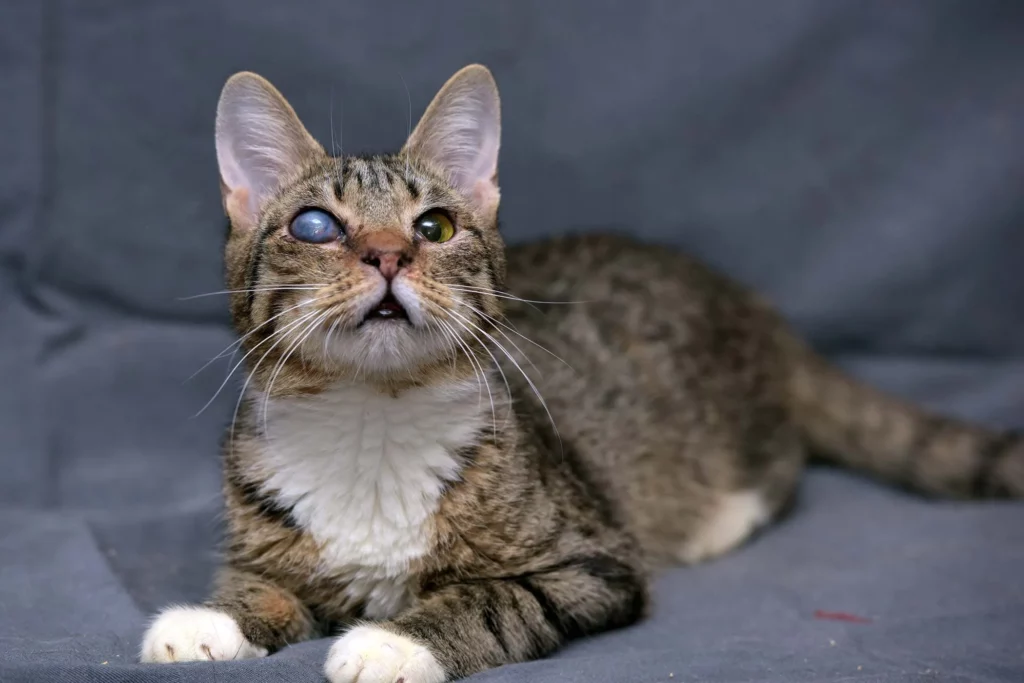 Can a Cat Eye Ulcer Heal on Its Own?