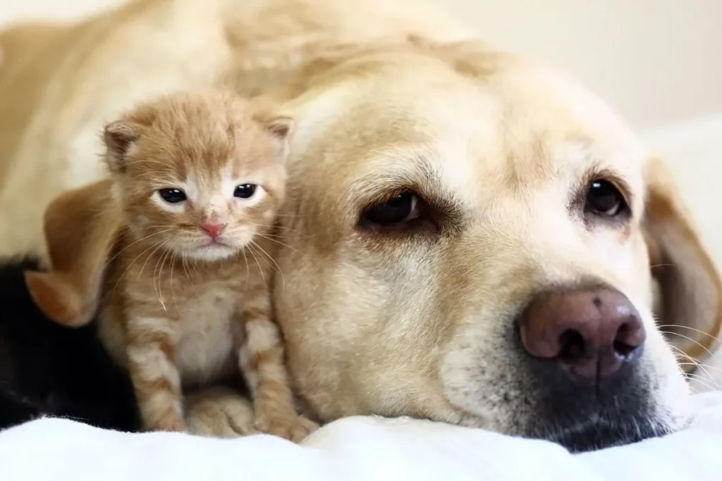 How to Introduce Kittens to Dogs