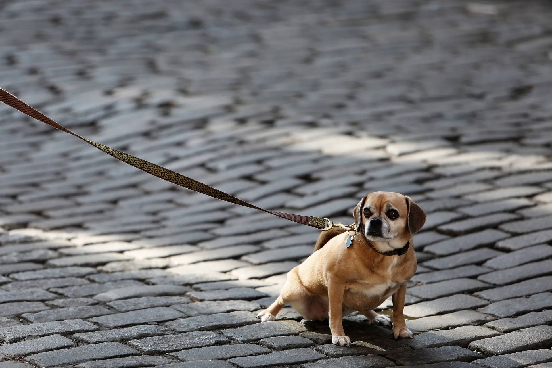 Signs Your Puppy is Scared of You