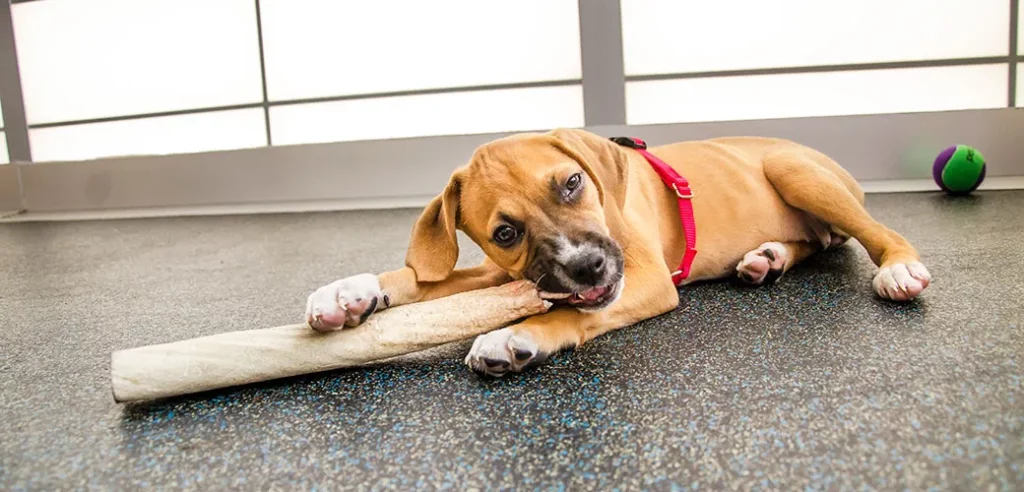 How to Train a Puppy Not to Bite