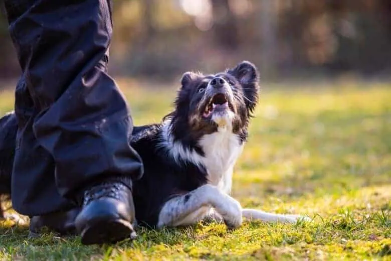Signs Your Dog is Protective of You