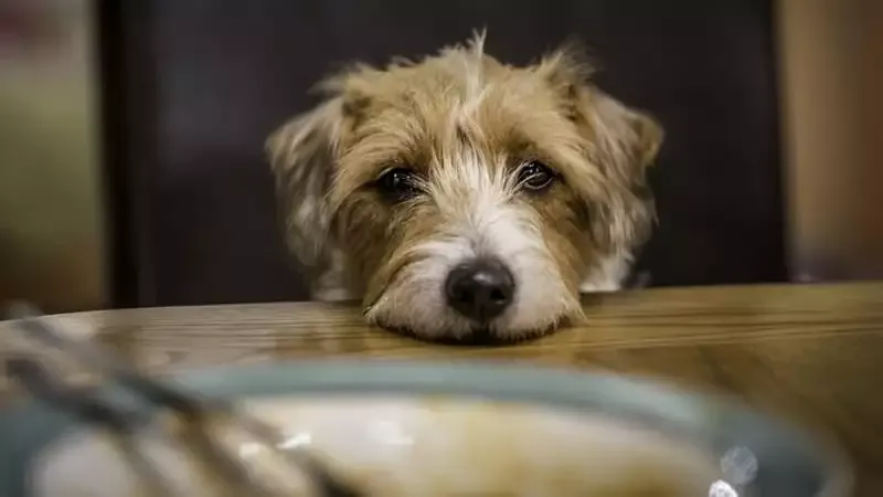 Things Dogs Hate