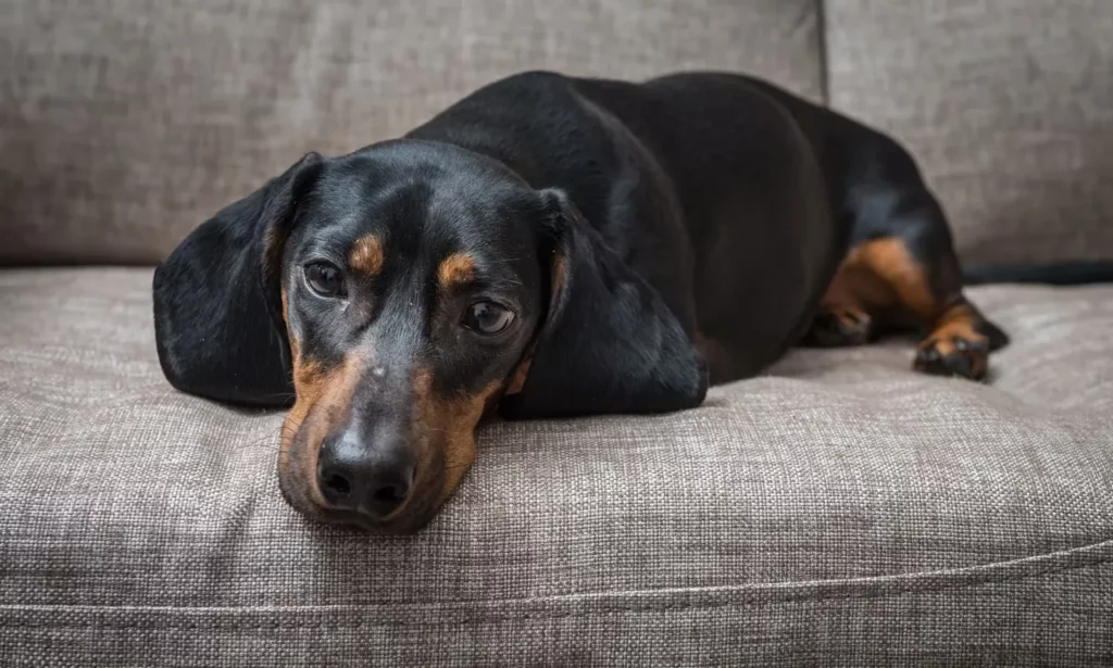 How to Treat Depression in Dogs