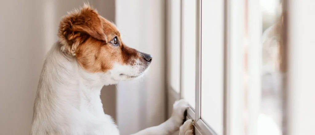 How to Treat Separation Anxiety for Dogs