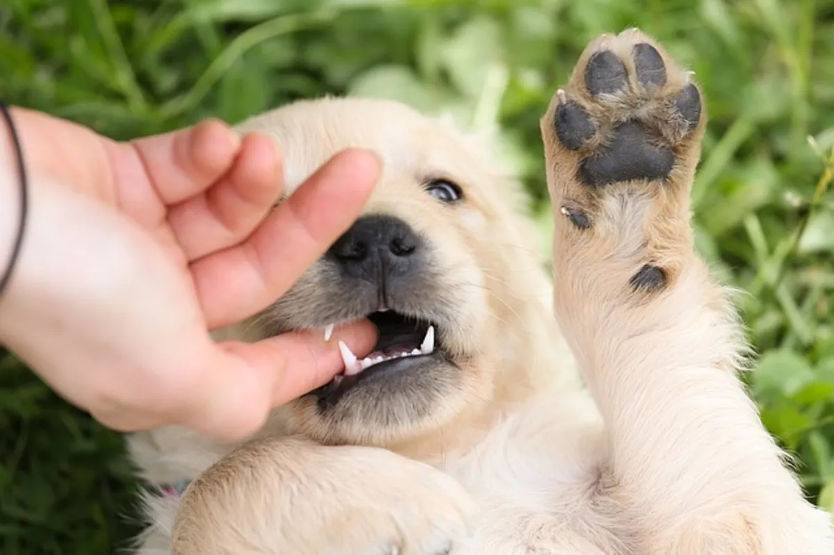 Why is My Puppy Biting Me Aggressively?