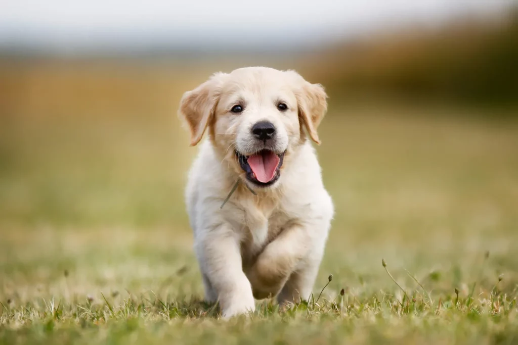 How to Get a Puppy to Stop Biting