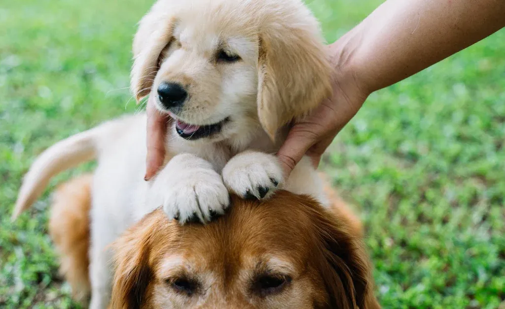 Do Dogs Get Jealous of New Puppy?