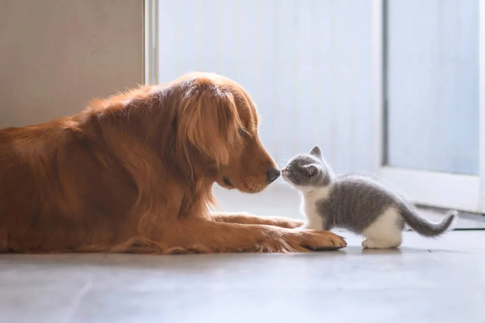 How to Introduce a Cat to a Dog