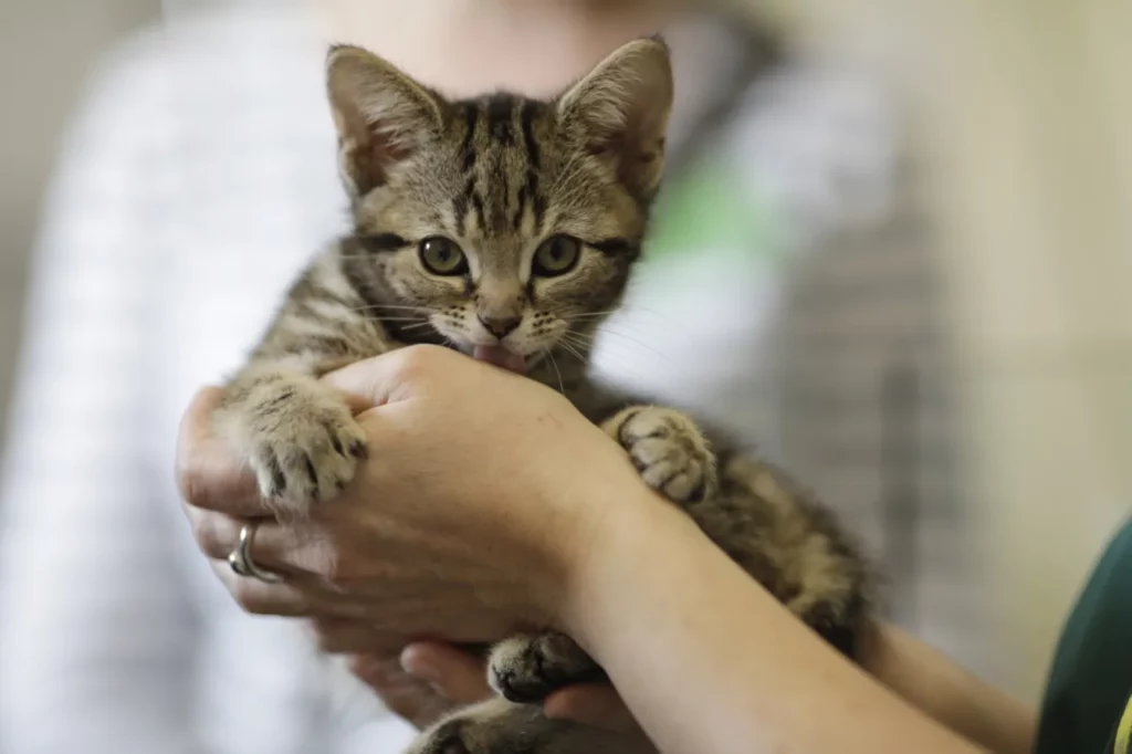 When Do Kittens Start Purring?