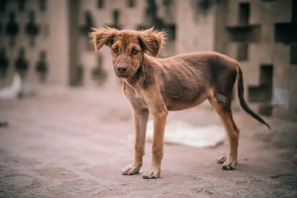 Signs of an Abused Dog
