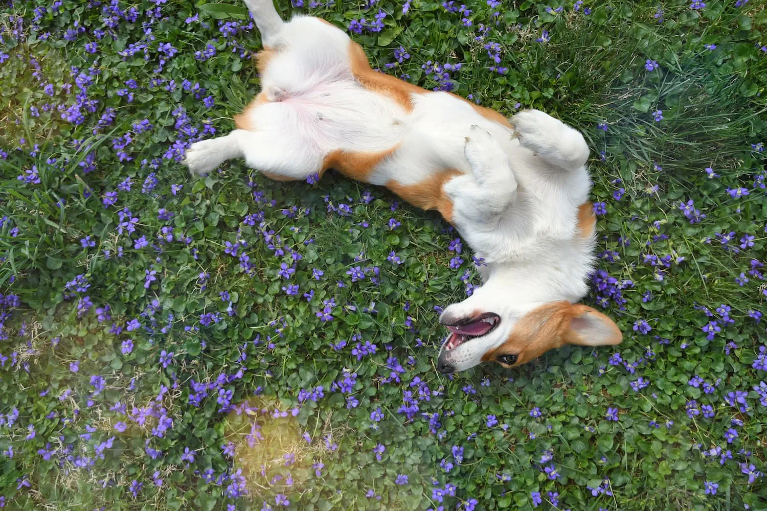 Weird Things Dogs Do When They Love You