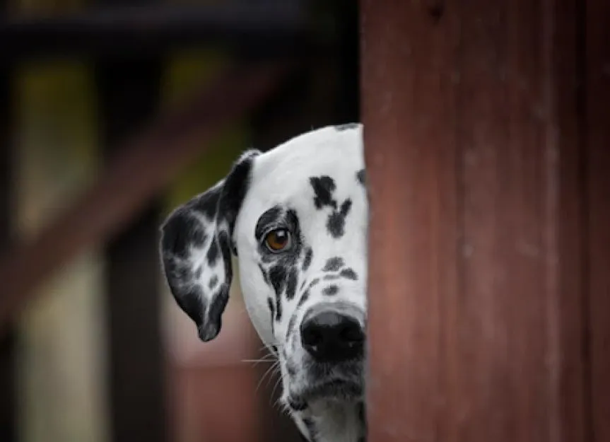 Signs Your Dog Doesn't Like You