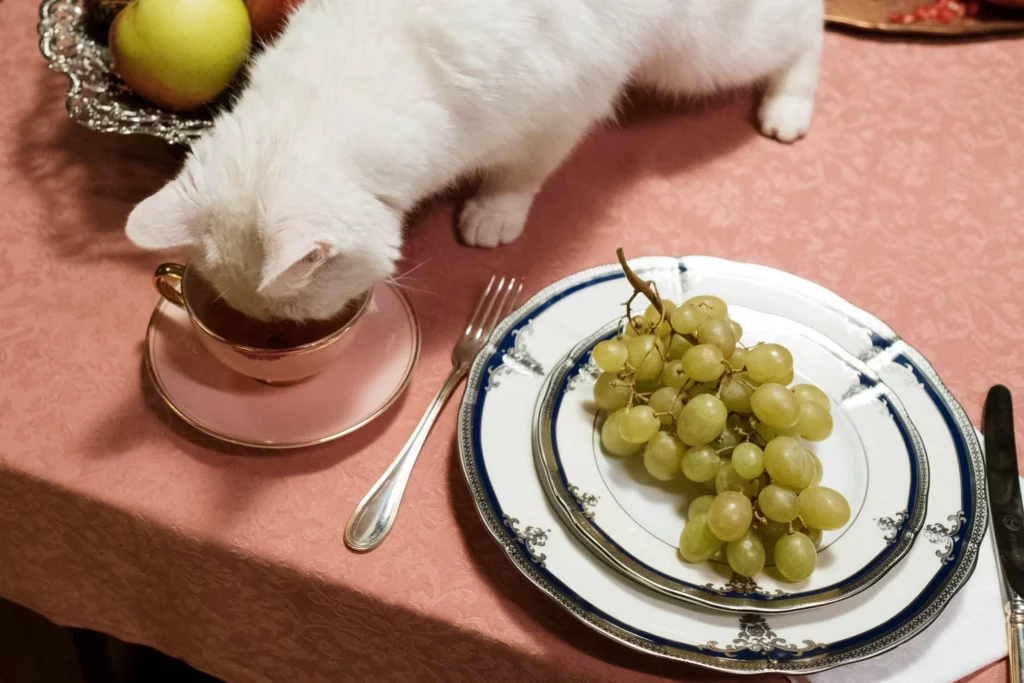 Can Cats Eat Green Grapes?