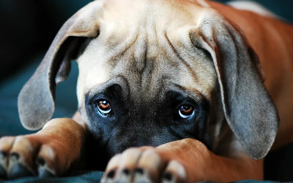 Signs Your Puppy is Scared of You
