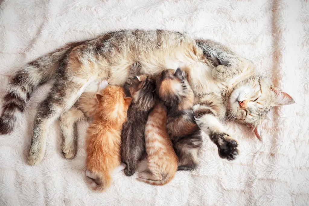 When Do Kittens Stop Nursing