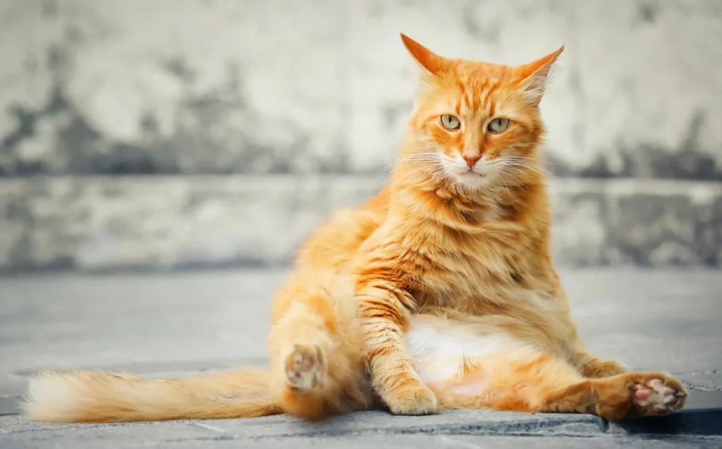How to Prevent UTIs in Cats