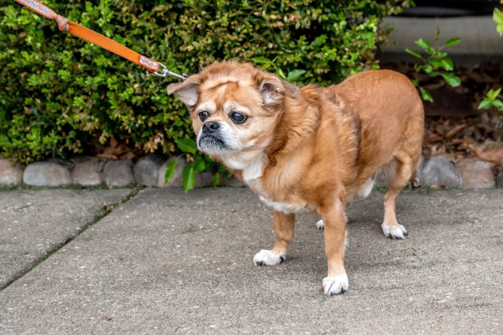Signs Your Dog Doesn't Like You