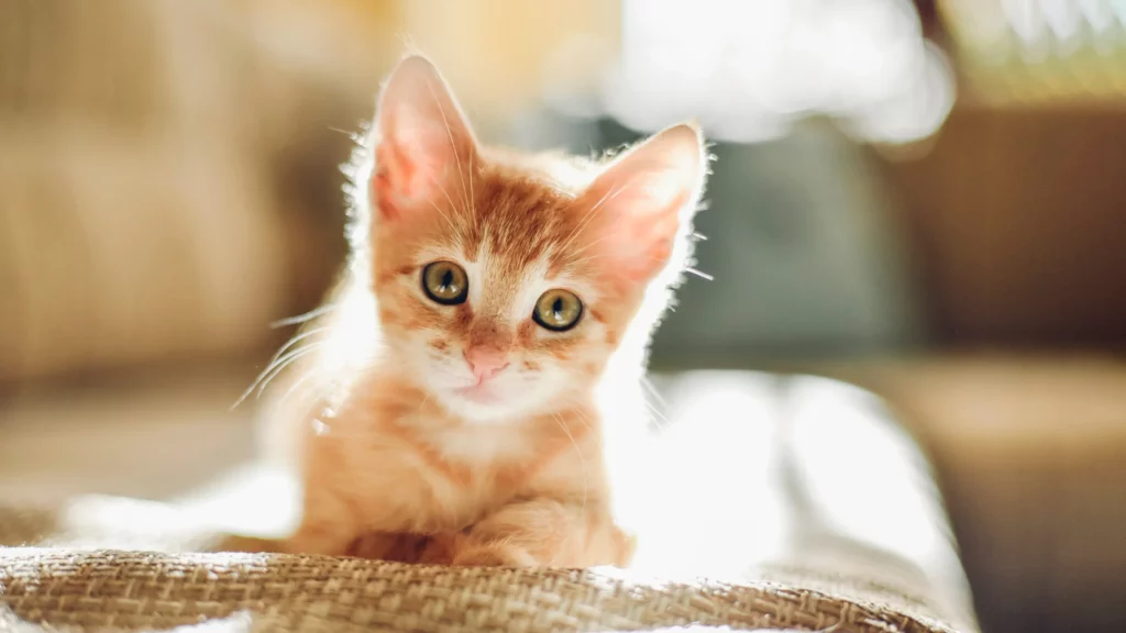 Places to Take Unwanted Kittens Near Me