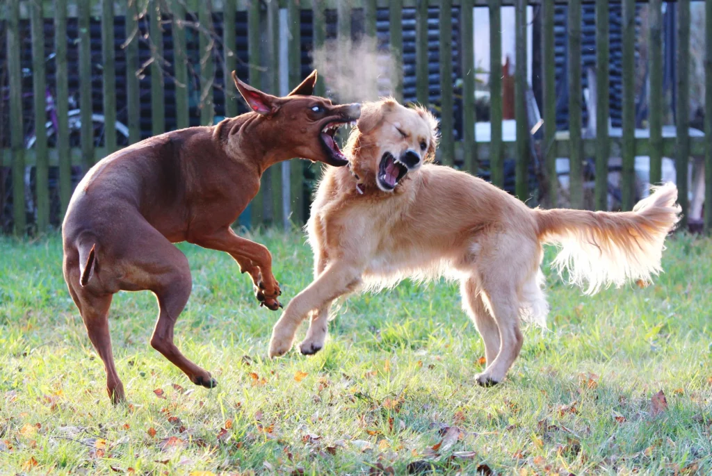 How to Stop an Aggressive Dog