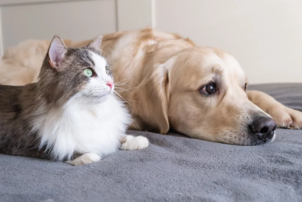How to Introduce Cats and Dogs